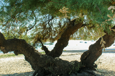 a big massive tree on the sand beach in south of franceの写真素材