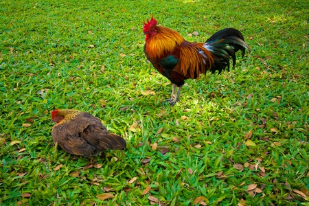 chicken on gardenの写真素材