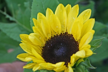 Yellow sunflower closeupの写真素材