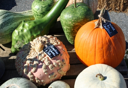 Pumpkins and gourdsの写真素材