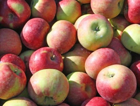 Red apples closeupの写真素材