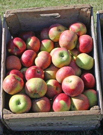 Red apples in wood crateの写真素材