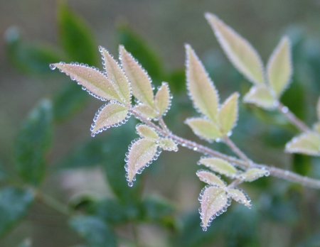 Dewdrops on leavesの写真素材