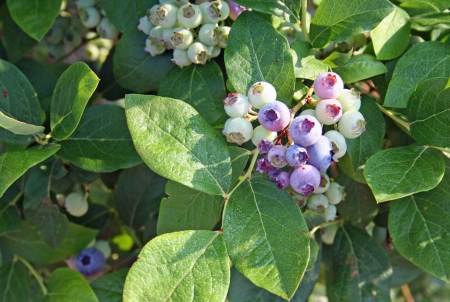 Ripening blueberries closeupの写真素材