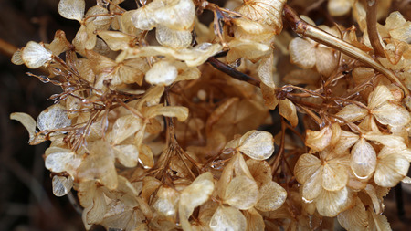 Winter hydrangeaの写真素材