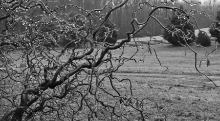 Corkscrew hazel coated in iceの写真素材