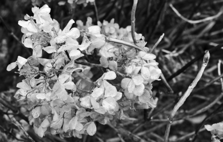 Winter hydrangea in iceの写真素材
