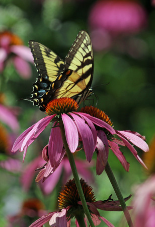 Butterfly on coneflowerの写真素材