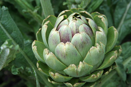 Artichoke in vegetable gardenの写真素材