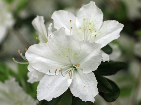 white azaleasの写真素材