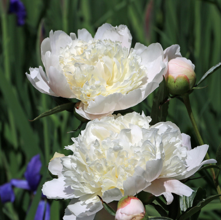 cream peonies and blue flag irisの写真素材