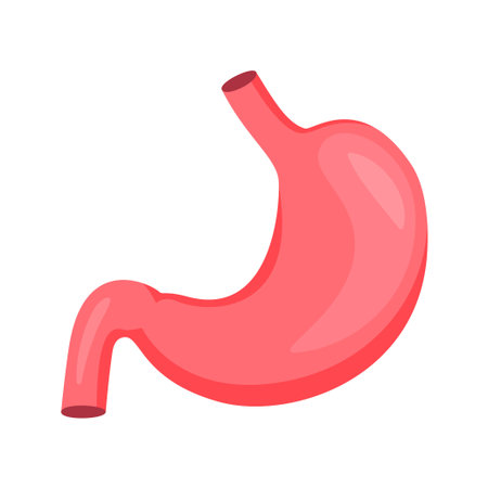 human stomach flat design vector. illustration stomach.のイラスト素材