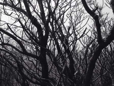 Tree branches in monochrome 