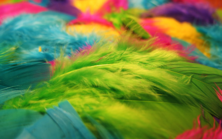 green fluffy feather in a pile of feathersの写真素材