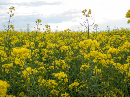 A lot of rape against the sky, the flowers close up