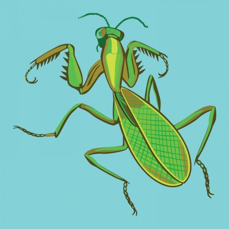 mantisのイラスト素材