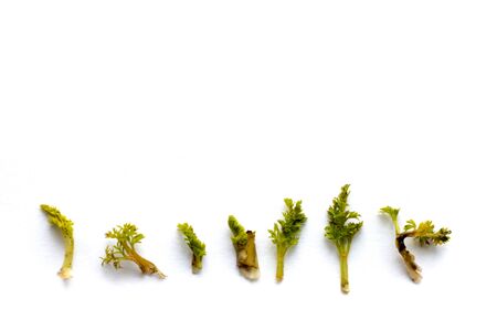 green sprouts from carrots on a white background. top view, flat lay, background with blank space for textの写真素材
