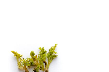 Fresh micro greens closeup. Growing sunflower sprouts for healthy salad. Eating right, stay young and modern restaurant cuisine conceptの写真素材