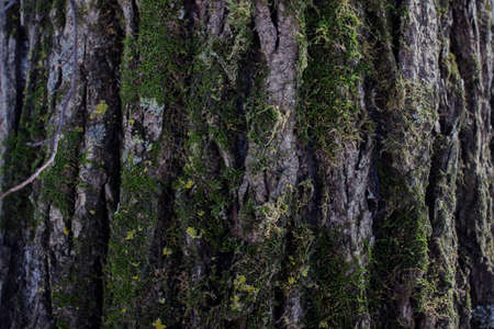 Old Wood Bark Tree Texture Background Pattern. Selective focus.の写真素材