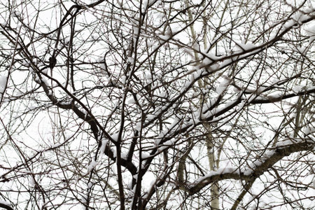 Tree branches in the snow. Winter city park. white snow on the trees.の写真素材