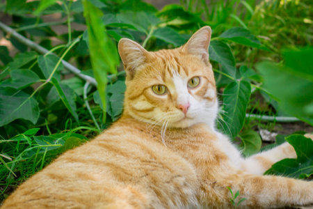 red cat lies on the street. homeless animals. abandoned pets.