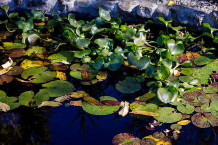 Water hyacinth floating on the surface of the pond in autumnの写真素材