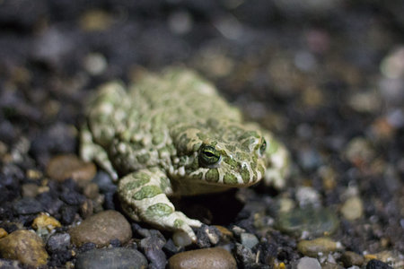 Green frog on the ground. Close-up. Selective focus.