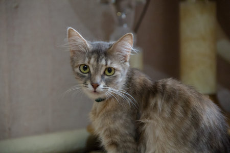 Portrait of a tabby cat with green eyes in the room
