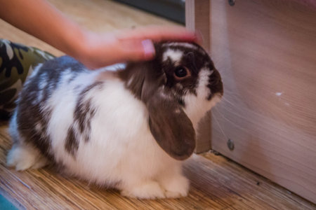 Cute white and gray rabbit with long ears in a pet shopの写真素材