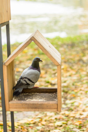 Pigeon in a bird feeder in the autumn park.の写真素材