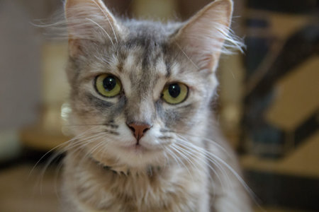 Beautiful gray cat with green eyes looking at the camera close-up