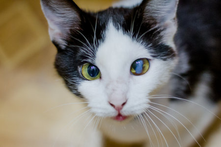 Portrait of a cute black and white cat with green eyes. Beautiful cat. A thorn in a cat's eye.の写真素材