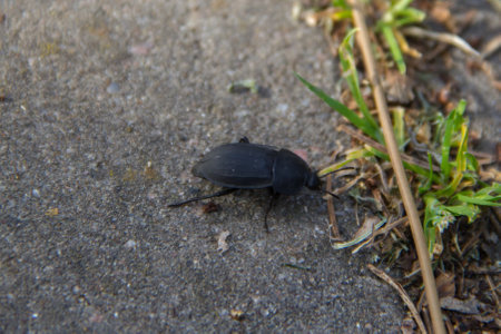 Black beetle on the ground. Close-up. Selective focus.の写真素材