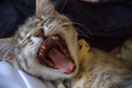 Cat yawning, close-up of cat's mouth and teeth.の写真素材