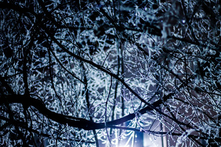 Tree branches covered with hoarfrost at night. Winter background.の写真素材