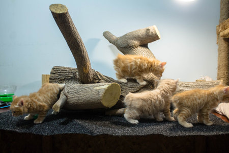 Group of cute little kittens playing together. Animal life concept.の写真素材