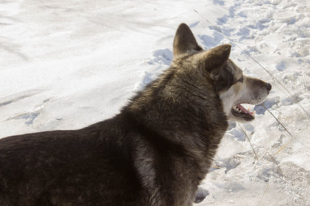 Husky dog on the snow in the winter. Siberian husky
