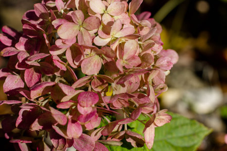 Hydrangea macrophylla, pink flowers in the garden.