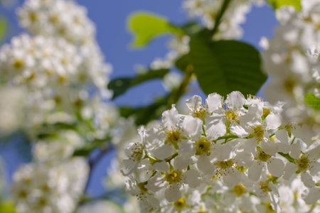 White bird cherry flowers on a background of blue sky. Close-up.