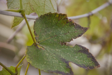 Grape leaves in autumn, close-up, selective focus.