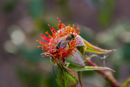 Honey bee collecting nectar on a red flower in a gardenの写真素材