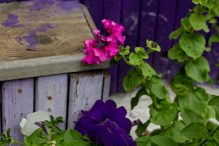 Purple petunia flowers in a wooden box in the garden.の写真素材