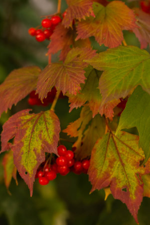 Autumn leaves and red berries of viburnum on a branchの写真素材