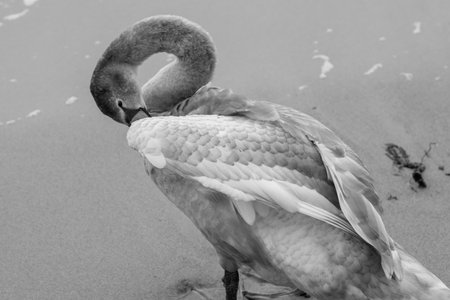Black and white photo of a flamingo in the water. Black and white photo.の写真素材