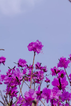 Pink azalea flower with blue sky background. (Rhododendron)の写真素材