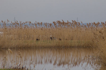 Cows at the edge of a lake in wetland, Hollandの写真素材