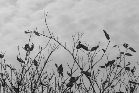 Black and white image of tree branches with leaves against the sky.の写真素材