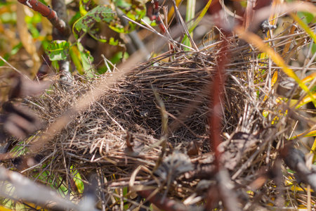 Bird's nest in the grass. Bird's nest in nature.