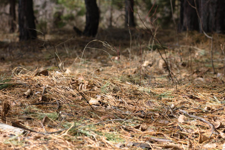 Forest floor with fallen pine needles and dry leaves in the forest.の写真素材