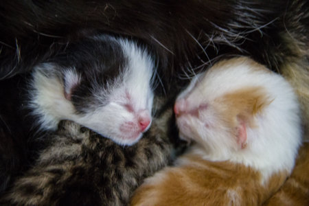 Cute kittens sleeping together. Selective focus and shallow depth of field.の写真素材